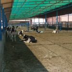 توری سایبان و شید گلخانه گرگان